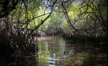 everglades 350